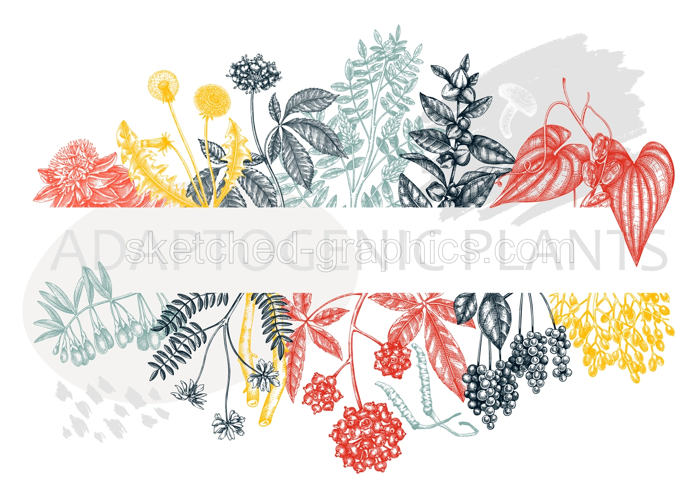 Adaptogenic plants trendy banner in collage style. Hand-sketched medicinal herbs, weeds, berries, leaves frame design. Hand sketched adaptogens perfect for brands, labels, and packaging Illustration